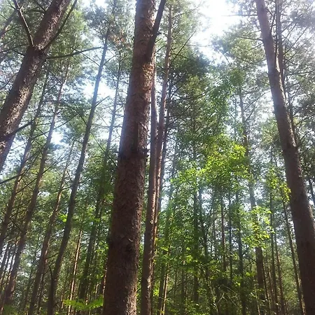 Domek letniskowy Amber Kąty Rybackie