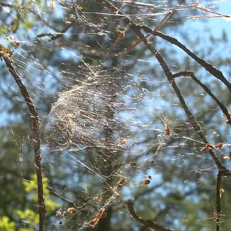 Osrodek Wypoczynkowy Amber بيت خشبي *