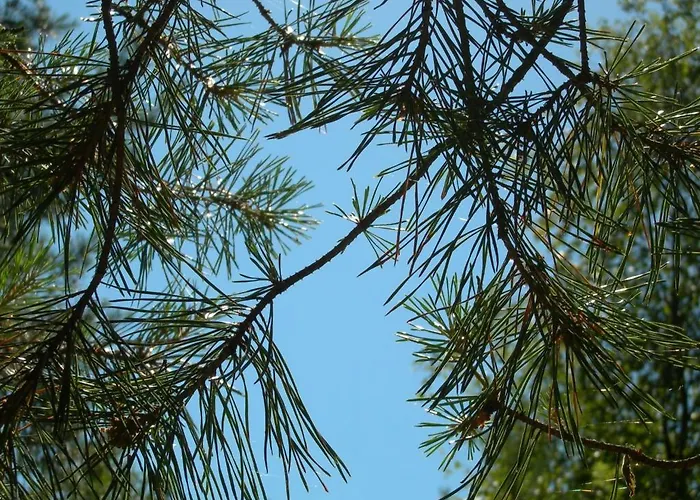 山林小屋 琥珀娱乐中心酒店